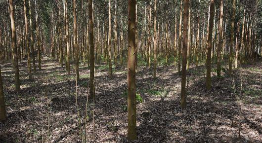 North Macedonia receives continued support for “greening”