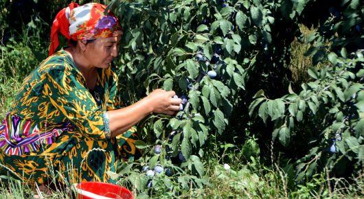 Узбекистан на пути к Саммиту ООН по продовольственным системам