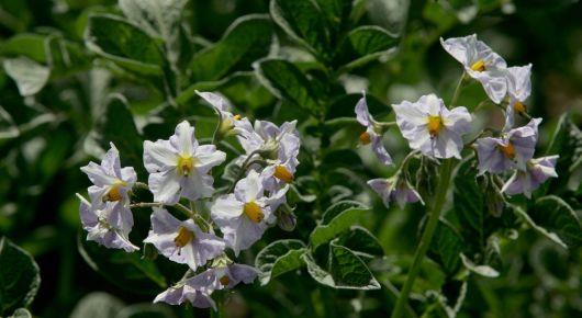 FAO, EU provide 60 tonnes of potato seeds to Tajik farmers