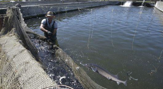 Устойчивое рыболовство и аквакультура во внутренних водоемах ЕЦА