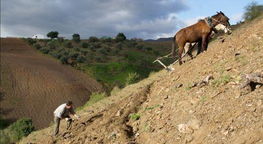 Scientists study Malaga’s globally important agricultural heritage to search for climate resiliency