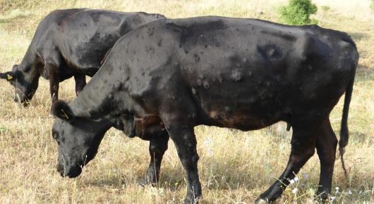 Lumpy Skin Disease Contingency Plan Template & Emergency Vaccination Plan