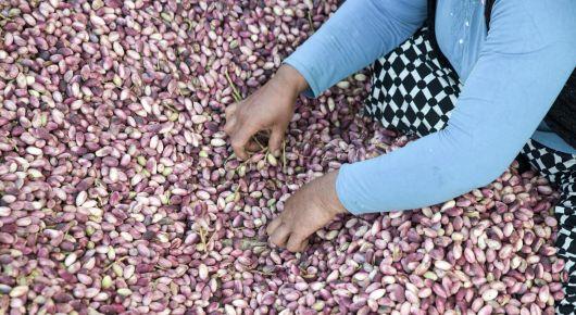 Georgian producers look to increase commercial nut production