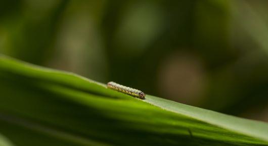 Commission focuses on controlling plant health risks