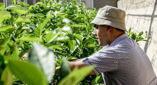 FAO continues supporting small-scale investments in Tajikistan’s agriculture