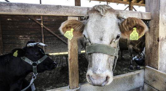 FAO partners with the public and private sector to benefit the Albanian dairy sector
