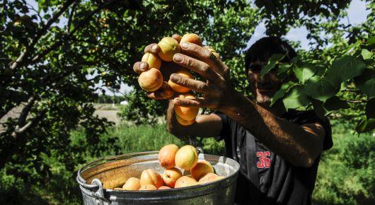 Central Asian countries pledge for more sustainability in agriculture