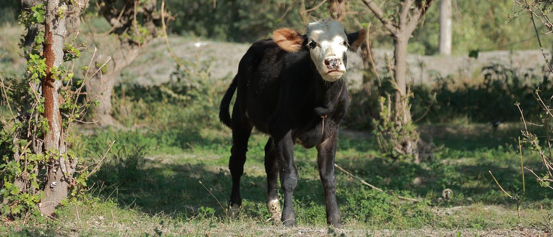 Countries exchange experiences for better production of cattle