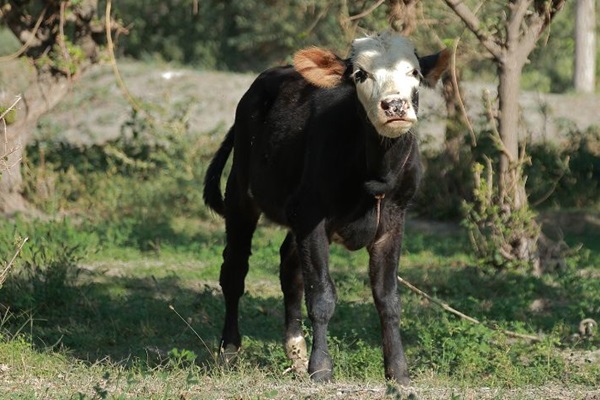 2.December.2022.Countries exchange experiences for better production of cattle.FAO.Lazizkhon Tashbekov.1110x476 px