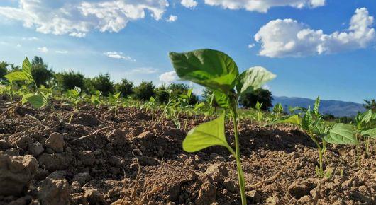 New FAO–North Macedonia agreement for a more competitive, sustainable, and resilient rural economy