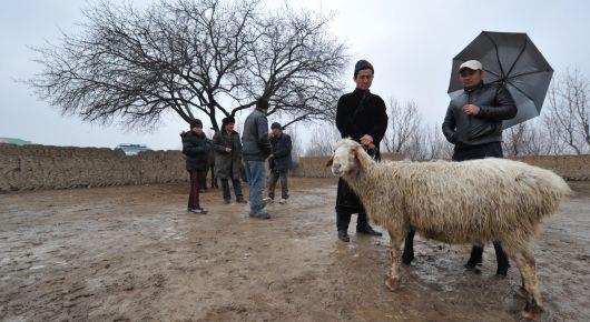Central Asian countries work towards better animal health