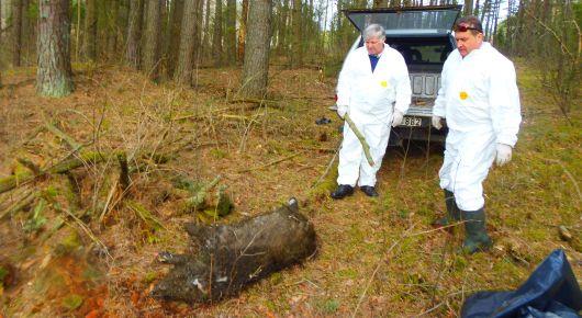 New approach to prevent the spread of African swine fever in wild boar