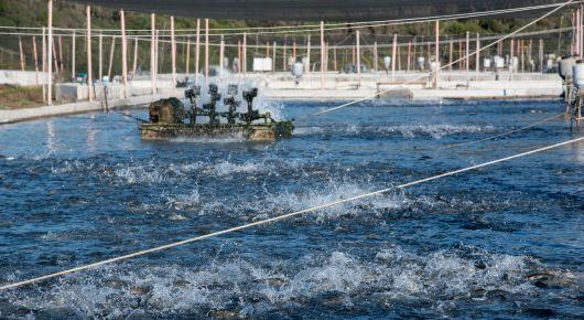 Aquaculture value chain actors enhance knowledge of post-harvest management practices