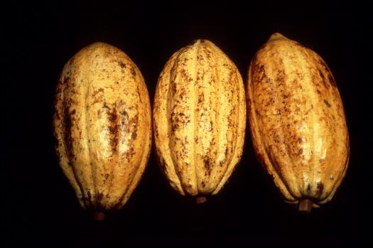 Agrofilm announces the FAO Osiris prize for film on smallholders overcoming adversity