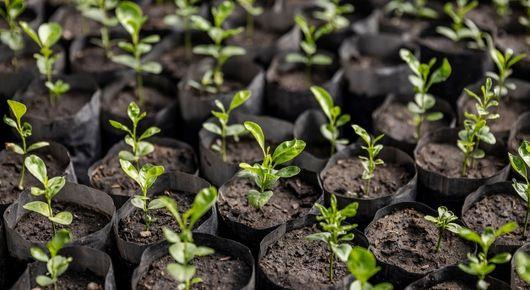 Permaculture and community seeds production are key paths to a greener agriculture