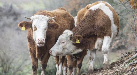 Over 400 Russian-speaking vets participate in virtual lumpy skin disease preparedness training