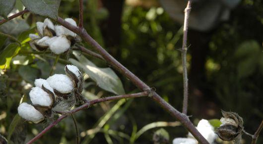 FAO brings together cotton experts from Türkiye and Turkmenistan