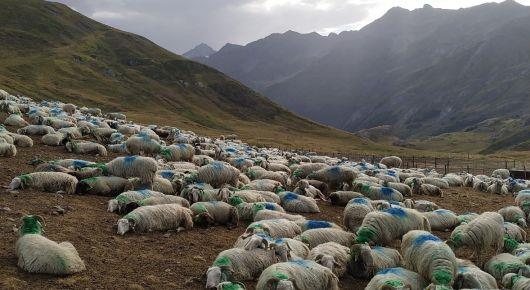 Training helps prevention, control, and eradication of a contagious small ruminant disease