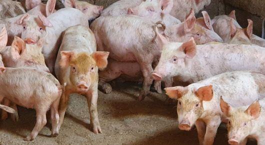 FAO wraps up African swine fever preparedness project in the Balkans