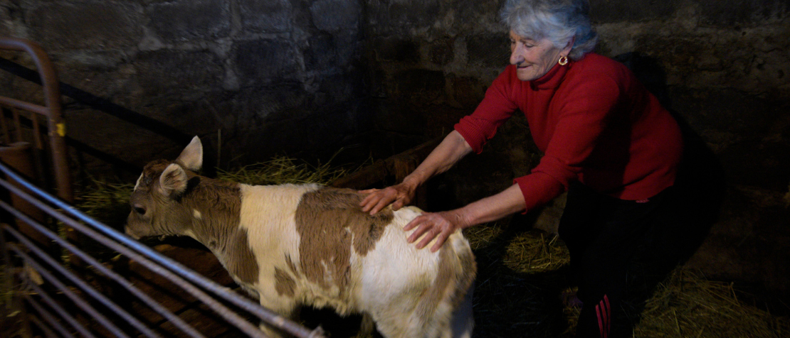 FAO survey closely examines antimicrobial use in Armenia’s livestock sector