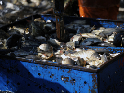 aquaculture