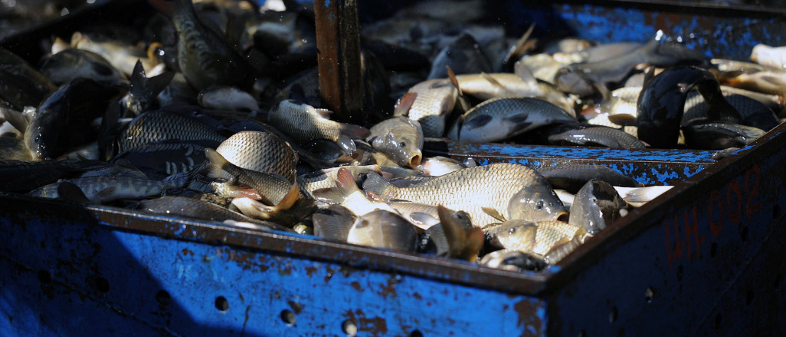 Warm-water aquaculture in Tajikistan has considerable growth potential