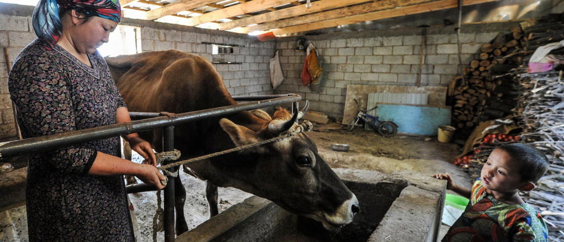 Central Asian Animal Health Network members look at the future of animal health and One Health