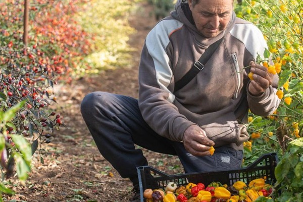 Countries of Europe and Central Asia broaden their knowledge of plant protection_1DEC_2022_Giorgio Cosulich_ 1110x476 px
