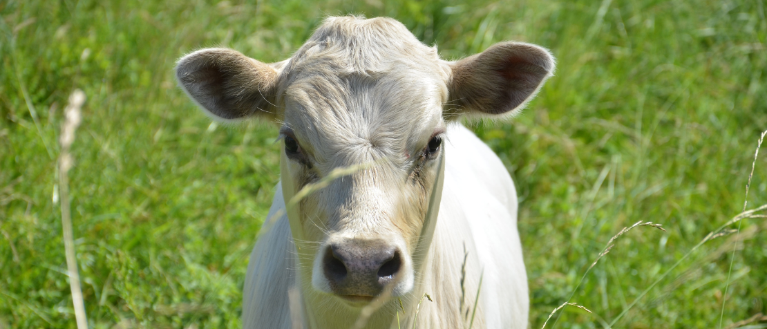 Luxembourg and FAO join hands to protect the livelihoods of livestock-keeping families