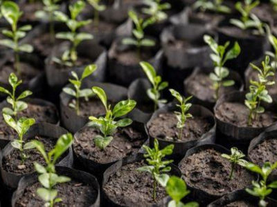 Making agrifood systems more sustainable: the way forward in Europe and Central Asia