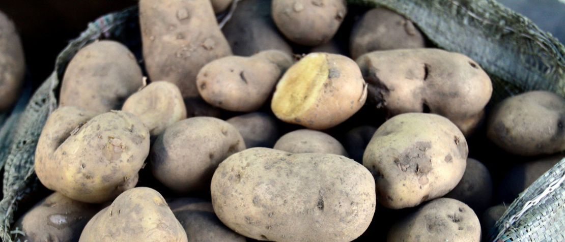 Sustainable potato production system developed in Uzbekistan