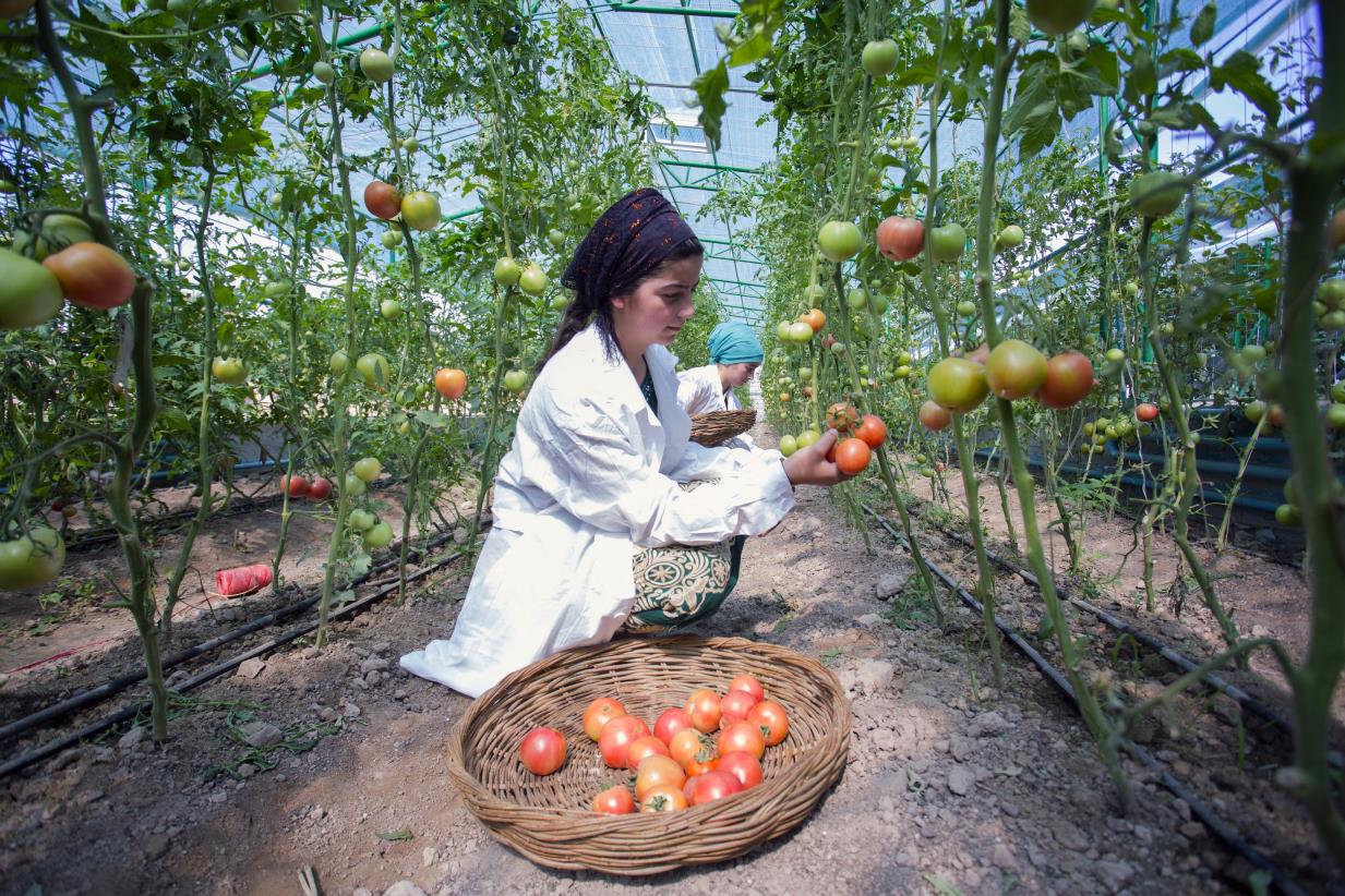 Преобразование продовольственных систем посредством фотографий