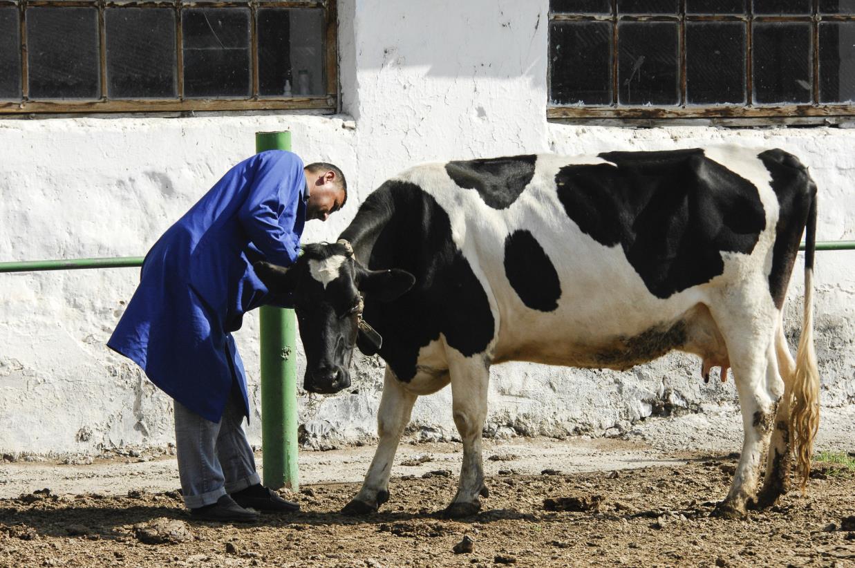 FAO promotes prudent use of antimicrobials