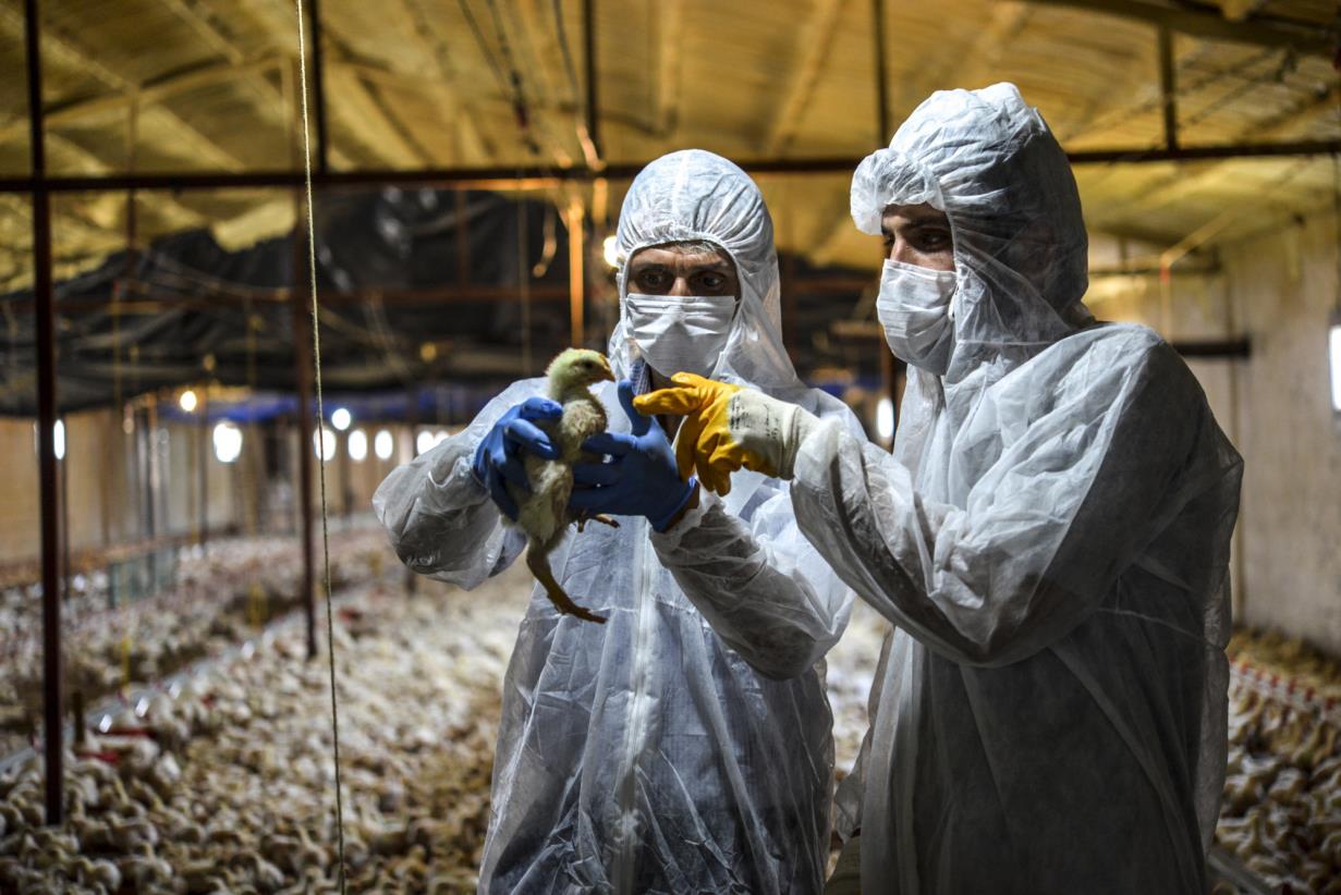 FAO urges collective action to tackle antimicrobial resistance