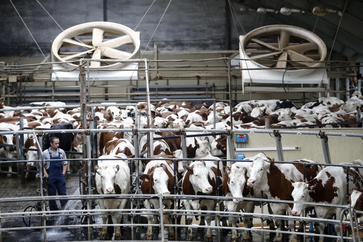 FAO urges collective action to tackle antimicrobial resistance