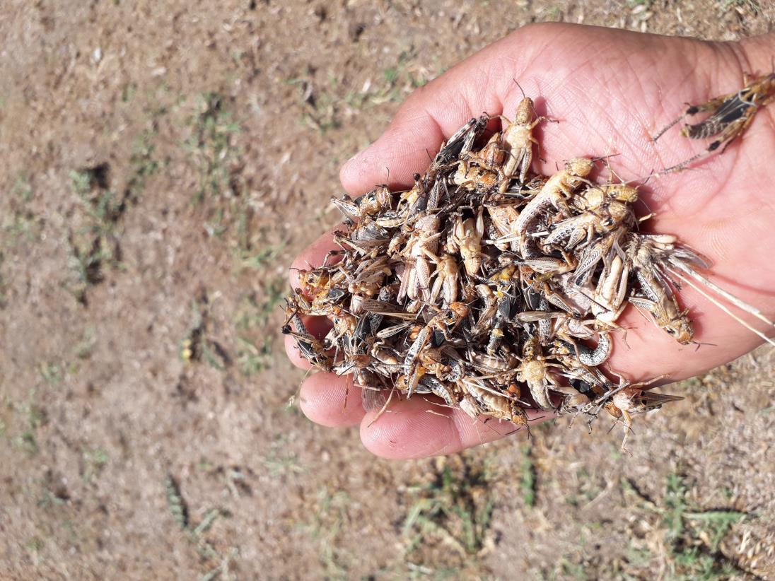 Locust control on the go
