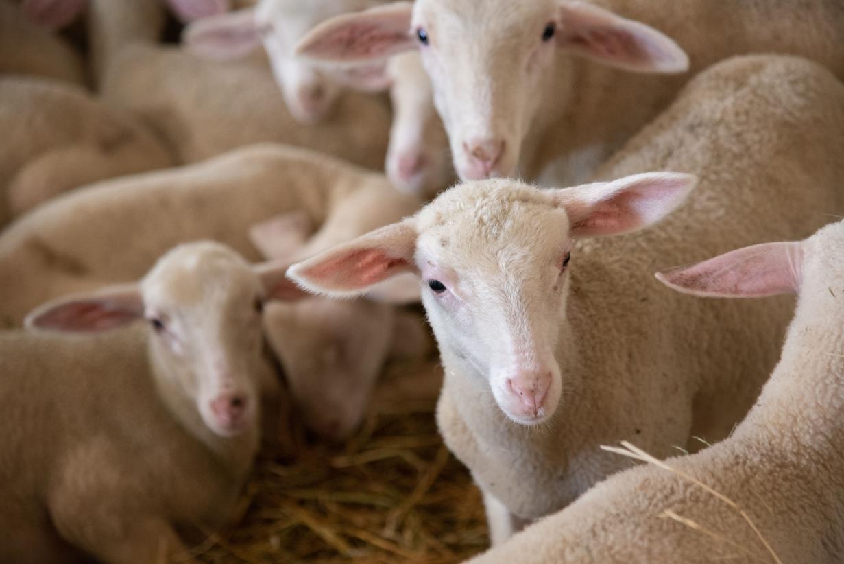 FAO urges collective action to tackle antimicrobial resistance