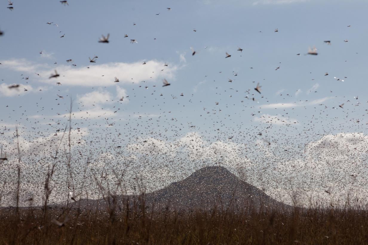 Locust control on the go