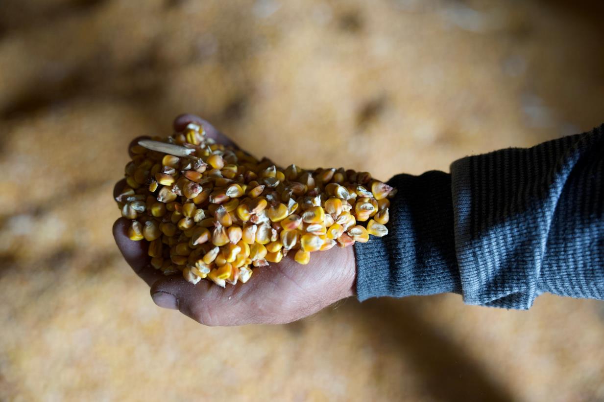 Seeds and fertilizer bring relief to Moldovan farmers