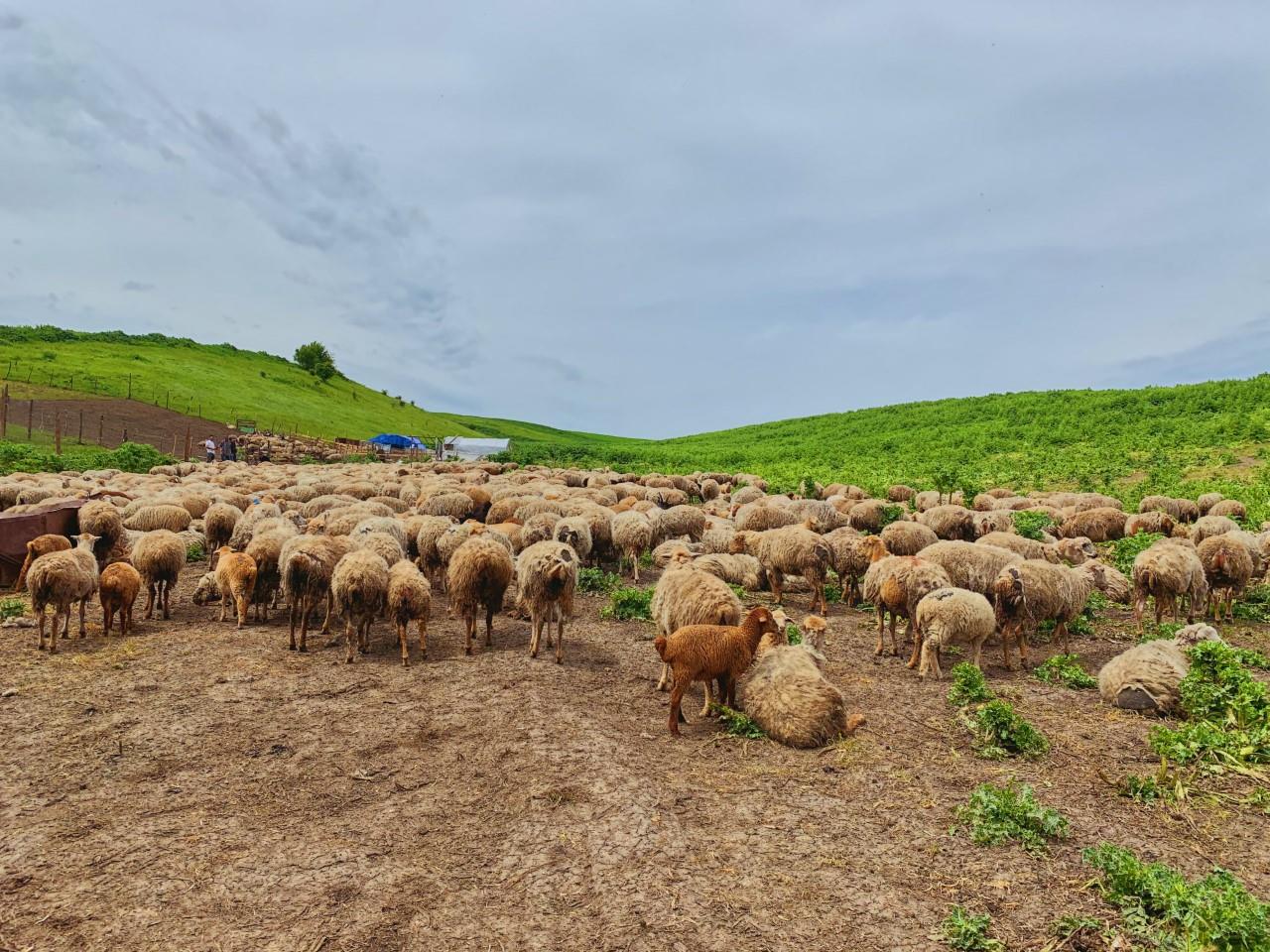 ‘Agriculture has to go on’
