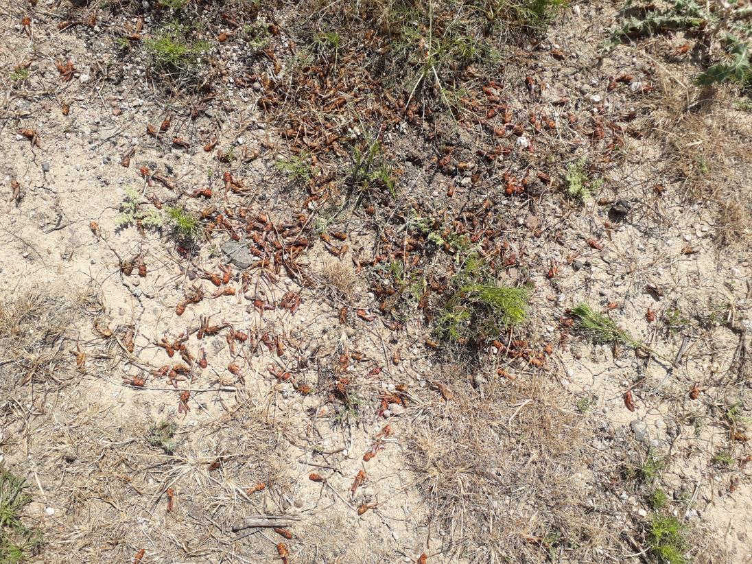 Locust control on the go