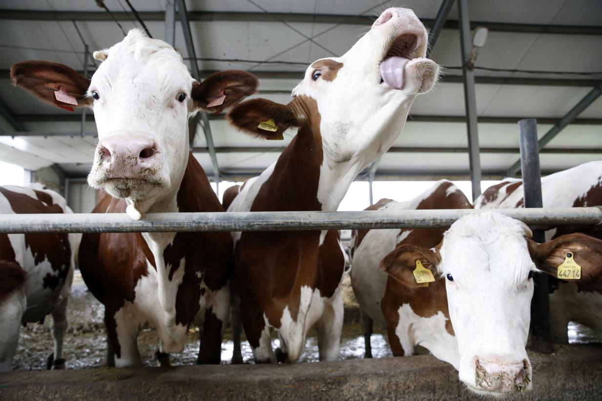FAO promotes prudent use of antimicrobials