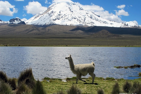 How to Advance Towards Sustainable Camelid Livestock Farming in Chile?