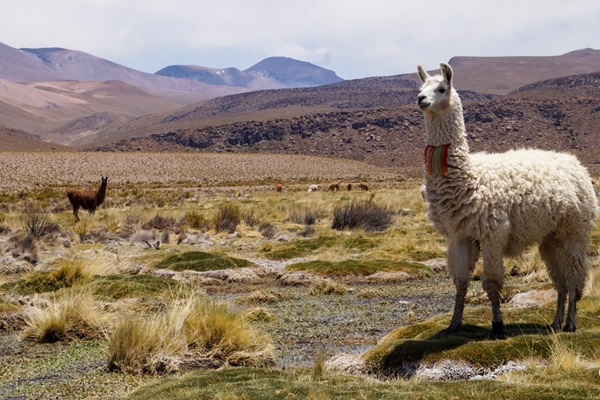 Llamas, Bofedales Pica, Chile 2021 asd