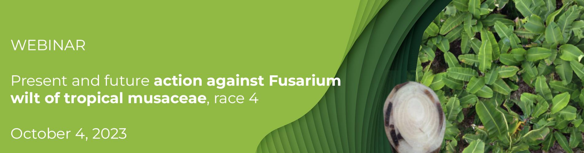 Present and future action against Fusarium wilt of tropical musaceae, race 4
