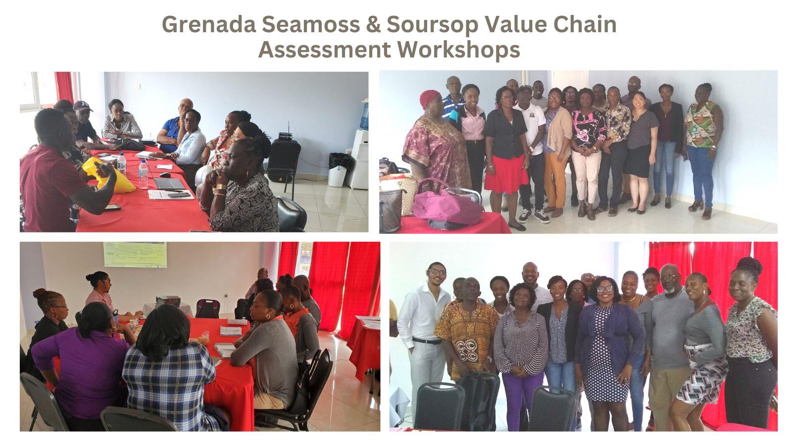 Grenada looks to upgrade its seamoss and soursop sectors
