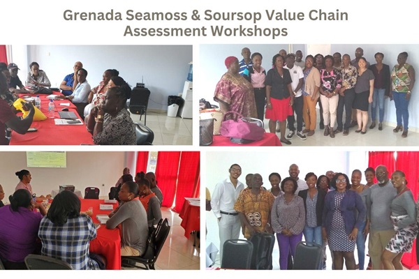 1_Grenada Seamoss & Soursop VC Assessment Workshops