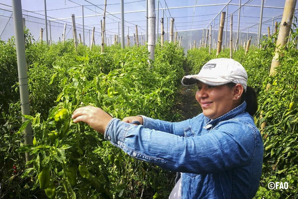 Nuevo informe FAO: La igualdad de las mujeres en los sistemas agroalimentarios podría acabar con la inseguridad alimentaria de 45 millones de personas
