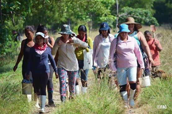 Mujeres del manglar