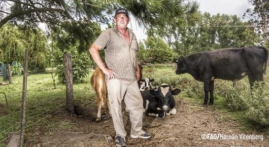 Informe FAO analiza fortalezas y brechas de la producción láctea en América Latina y el Caribe